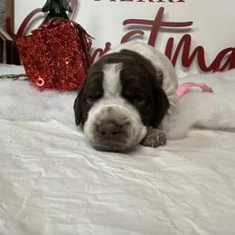 German Shorthaired Pointer and Labrador Retriever Puppies from Wayalife Labradors & Gsp’s