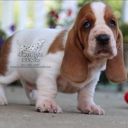 Tubi - Mahogany and white male Basset Hound puppy in Pollock, Missouri from Northstar