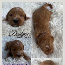 Aussiedoodle, Goldendoodle, and Poodle Puppies from Designer Doodles