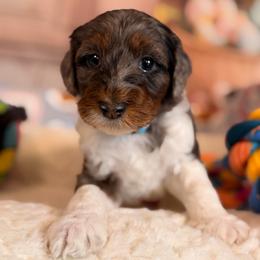 Milo - Blue merle male Aussiedoodle puppy in Dickerson, Maryland from Pawsome Aussie Doodles and Oodles