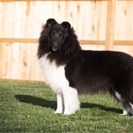 Zelly - Shetland Sheepdog