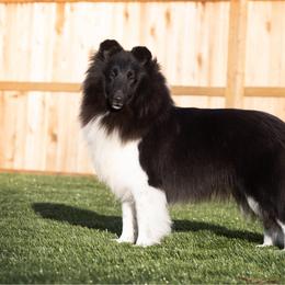 Zelly - Shetland Sheepdog