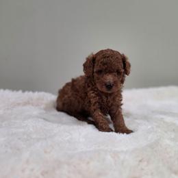 Leroy (AKC) - Red  male Poodle puppy in Rainbow City, Alabama from Spinks Poodles