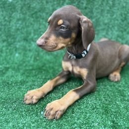 Female 1 - Red and rust female Doberman Pinscher puppy in Ludowici, Georgia from Royal Destiny Kennels