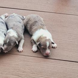 Shetland Sheepdogs from Kountry Home Shelties