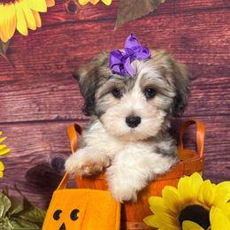 Pixie Crunch - Gold sable female Havanese puppy in Clermont, Florida from Country Sweet Havanese and Creative Coaching