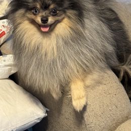 Thorphin - Pomeranian