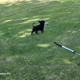 Girl 1 - Black and tan female German Shepherd puppy in Richland, New York from Hirten Bray Hugel