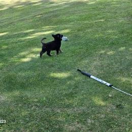 Girl 1 - Black and tan female German Shepherd puppy in Richland, New York from Hirten Bray Hugel