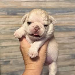 Nova (red) - Cream female Pug puppy in Hereford, Arizona from Broken Road Ranch Pugs