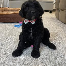 Sparkle - Black female Goldendoodle puppy in Sugarcreek, Ohio from True Hearted Doodles