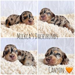 Canyon - Dapple male Dachshund puppy in Orem, Utah from Miekca’s Dachshunds