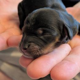 Glory - Black and tan female Dachshund puppy in Indianapolis, Indiana from Englehaus Dachshunds