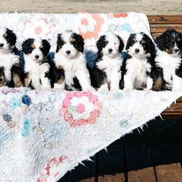 Bernedoodle and Schnoodle Puppies from Grand Lake Poodles & Doodles
