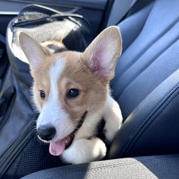 Pembroke Welsh Corgi Puppies from G & H Corgis