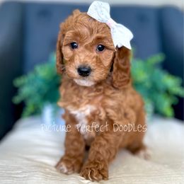 Pink - Cream female Goldendoodle puppy in St George, Utah from Picture Perfect Doodles