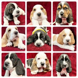 Basset Hound Puppies from Bear’s Bassets