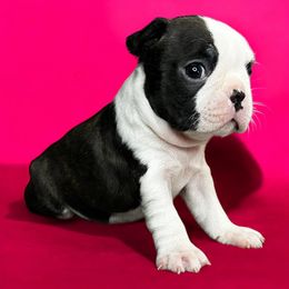 Opal - Black brindle and white female Boston Terrier puppy in Galena, Kansas from RottNBostons