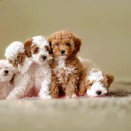Poodles from Dave Poodles