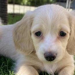 Dachshunds and Pembroke Welsh Corgis from Kendaline Kennels