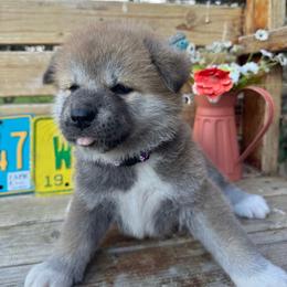 Girl 1 - Red female Japanese Akitainu puppy in Payson, Utah from Havoc Akitas