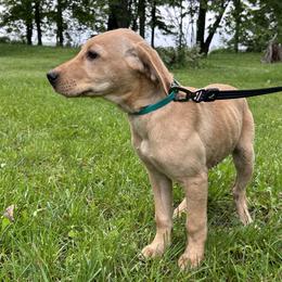 Rose - Yellow female Labrador Retriever puppy in Alger, Ohio from Osborne Family Retrievers