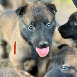 Monsoon - Mahogany male Belgian Malinois puppy in Briggs, Texas from Madhouse’s Belgian Malinois and German Shepherds