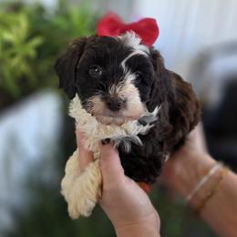 Maizie - Chocolate female Goldendoodle puppy in Decatur, Tennessee from Diamond's Doodles