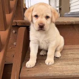 Woody - Yellow male Labrador Retriever puppy in Tekonsha, Michigan from Asher Acres Labs