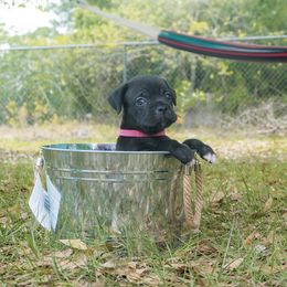 Cane Corso Puppies from Far From Average Kennels