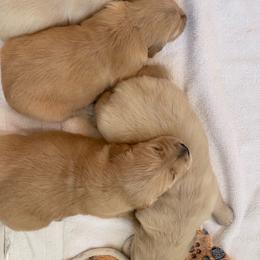 Girl 2 - Golden female Golden Retriever puppy in Yucaipa, California from Blessed Goldens