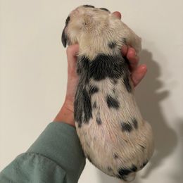 Torch - Harlequin male Great Dane puppy in Florida from Beachside Kennels