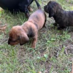 Dachshunds from Mary's Dachshunds