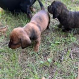 Dachshunds from Mary's Dachshunds