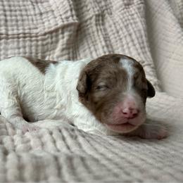 Green Boy - Parti male Double Doodle puppy in Huntsville, Alabama from Winchester Doodles