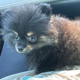 Kadence - Pomeranian
