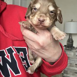 Boy 2 - Glacier is a Chocolate and Cream - Chocolate and cream male Dachshund puppy in Hutto, Texas from R.G. Dachshunds