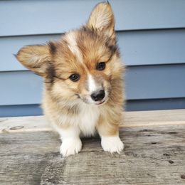Pembroke Welsh Corgi Puppies from Cozy Corgi Ranch