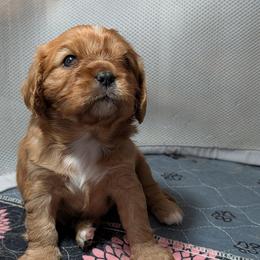Muffin - Ruby female Cavalier King Charles Spaniel puppy in Stilwell, Oklahoma from Love Bug Cavaliers