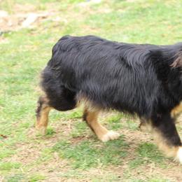 Annie - Miniature Australian Shepherd
