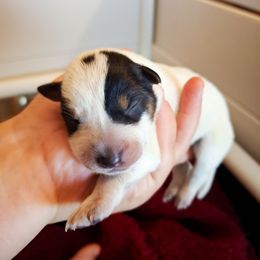 Hollow (ASDR) - Blue speckled female Australian Cattle Dog puppy in Marana, Arizona from Impact 3rd Australian Cattle Dogs