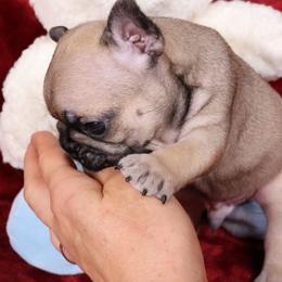 Nugget - Fawn and white male French Bulldog puppy in Madison, Alabama from Moss Bulldog's Home