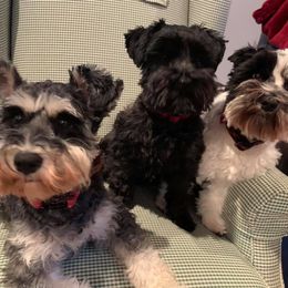 Miniature Schnauzers from Slaton’s Schnauzers