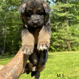 German Shepherd Puppies from Casale Shepherds