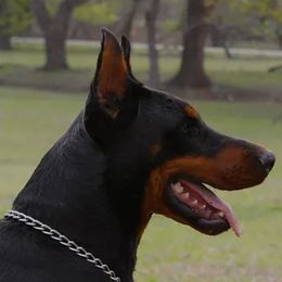 Obed - Doberman Pinscher