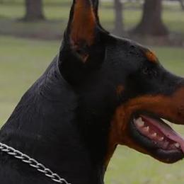Obed - Doberman Pinscher