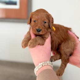 Jasper - Red  male Goldendoodle puppy in Billings, Montana from Montana Raised Doodles