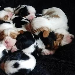 Cavalier King Charles Spaniels and Cavapoos from Middle Creek Ranch