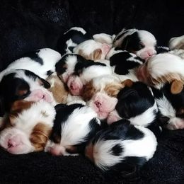 Cavalier King Charles Spaniels and Cavapoos from Middle Creek Ranch