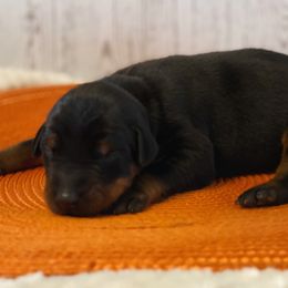 Poppy - Black and rust female Doberman Pinscher puppy in Winchester, Ohio from 32 Farms
